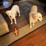 WhatsApp Image 2023-09-11 at 3.22.00 AM